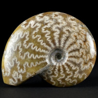 Cleoniceras Ammoniten aus der Kreidezeit von Madagaskar