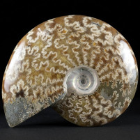 Fossilien Geschenke herrlicher Unterkreide Ammonit aus Madagaskar