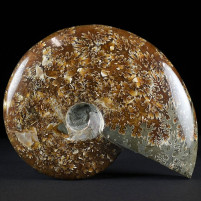 Ammoniten aus Madagaskar Cleoniceras besairiei Kreidezeit