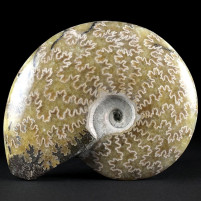 Schöner versteinerter Kreide Ammonit Cleoniceras aus Madagaskar