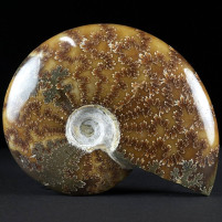 Schöner Kreide Ammonit Cleoniceras poliert aus Madagaskar