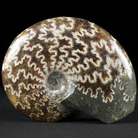 polierte Ammoniten aus der Kreidezeit von Madagaskar