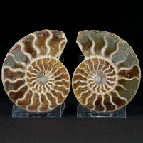 Fossilien schönes Ammoniten Pärchen aus Madagaskar zum Kaufen