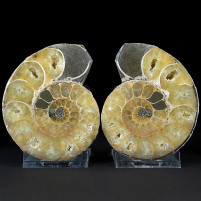 Fossilien Geschenke Ammoniten Pärchen poliert aus der Kreidezeit