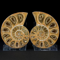 Ammoniten Pärchen Phylloceras sp. aus dem Oberjura von Madagaskar