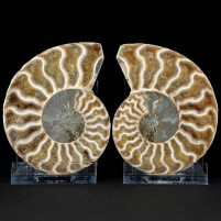 Ammoniten Pärchen Cleoniceras besairiei aus der Kreidezeit