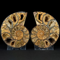 Herrliches Ammoniten Paar Phylloceras sp. aus der Jurazeit Madagaskar