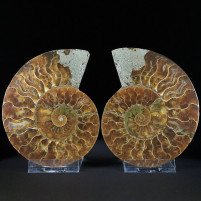 Ammoniten Pärchen aus der Kreidezeit von Madagaskar