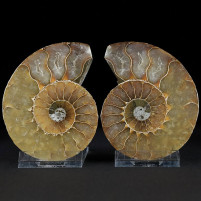 Eindrucksvolles Ammoniten Pärchen aus der Kreidezeit von Madagaskar