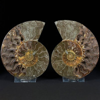 Fossilien Geschenke Ammoniten Pärchen aus Madagaskar Kreidezeit