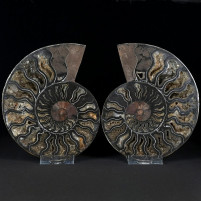 Sschönes schwarzes Ammoniten Paar aus der Kreidezeit von MAdagaskar