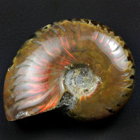 Schöner rot schimmernder Kreide Ammonit Cleoniceras aus Madagaskar