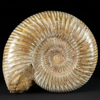Herrlicher natur Ammonit aus Madagaskar Divisosphinctes besairiei