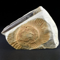 Jura Belemnit Hibolithes Fossilien aus Deutschland
