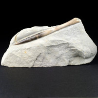 Fossilien Belemniten aus Drügendorf Hibolithes semisulcatus
