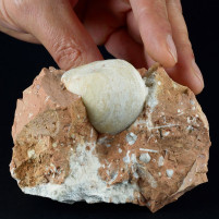 Fossilien aus Ungarn-Brachiopoden 
