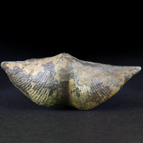 Versteinerte Brachiopoden Cyrtospirifer aus Belgien