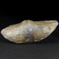 Versteinerte Brachiopoden Cyrtospirifer aus dem Devon Belgien