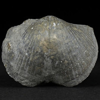 Fossilien versteinerte Brachiopoden Paraspirifer bownockeri
