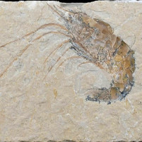 Fossilien Carpopenaeus sp. versteinerter Schwimmkrebs Kreidezeit