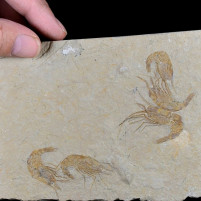 Fossilien versteinerte Krebse Carpopenaeus auf Plattenkalk Libanongebirge
