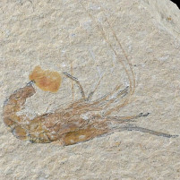Carpopenaeus sp. versteinerter Schwimmkrebs Libanongebirge