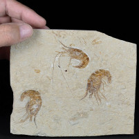 Schöne Fossilienplatte mit 3 versteinerten Krebsen Carpopenaeus Libanon