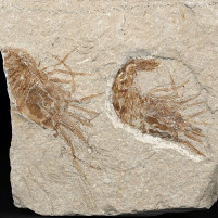 Fossilien Libanon versteinerte Krebse Carpopenaeus sp.