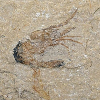 Fossilien versteinerter Krebs Carpopenaeus Kreidezeit
