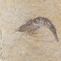 Fossilien versteinerter Schwimmkrebs aus dem Libanongebirge