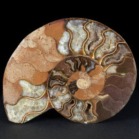 Ammoniten Hälfte Cleoniceras besairiei