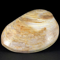 Fossilien versteinerte polierte Muschel aus der Jurazeit