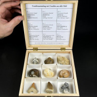 Tolle Fossiliensammlung in Geschenksbox 