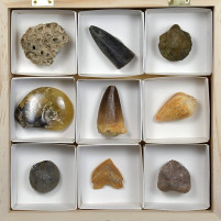 Schöne Fossilien Sammlung in Geschenksbox