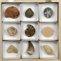 Geschenke Ideen Tolle Fossiliensammlung in Holzbox
