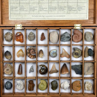 Fossiliensammlung mit 32 Versteinerungen in Geschenksbox
