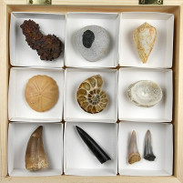 Fossilien Geschenke Sammlung in Holzbox mit verschiedenen Versteinerungen