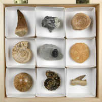 Tolle Geschenksidee Fossiliensammlung in Holzbox mit 9 Versteinerungen