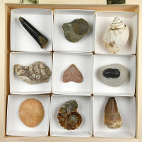 Tolle Fossiliensammlung in Holzbox mit verschiedenen Versteinerungen