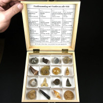 Fossiliensammlung in Geschenkskassette mit verschiedenen Versteinerungen