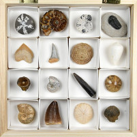 Fossiliensammlung mit 16 verschiedenen Versteinerungen