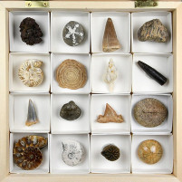 Fossiliensammlung mit 16 verschiedenen Versteinerungen