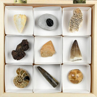 Fossiliensammlung mit verschiedenen Versteinerungen in Holzbox
