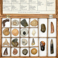 Schöne Fossiliensammlung in Holzkassette mit 20 Versteinerungen