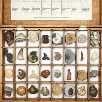 wunderschöne Fossiliensammlung in Holzkassette mit verschiedenen Versteinerungen