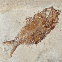 Fossilien versteinerter Knochenfisch Armigatus brevissimus