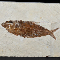 Versteinerter Knochenfisch Nematonotus longispinus Libanon