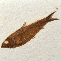 Gut erhaltener versteinerter Fisch Knightia eocaena aus Wyoming