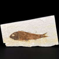 Fossilien Knochenfische Knightia eocaena aus dem Eozän