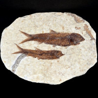 Fossilien versteinerte Fische aus dem Eozän 